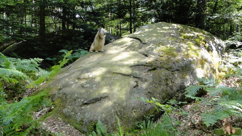 Ritterstein Nr. 269-7 Ebene Kehrdichannichts - Altstrasse - Jagdgrenze - Ehem. Jagdschlößchen - jetzt Forsthaus.JPG - Ritterstein Nr.269 Ebene Kehrdichannichts - Altstrasse - Jagdgrenze - Ehem. Jagdschlößchen - jetzt Forsthaus